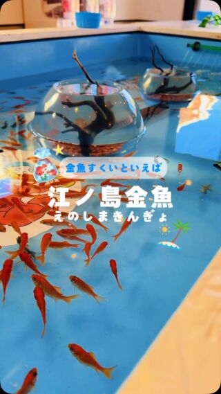 湘南の世界一おしゃれな金魚すくい屋さん 江ノ島金魚 | 楽しい体験満載